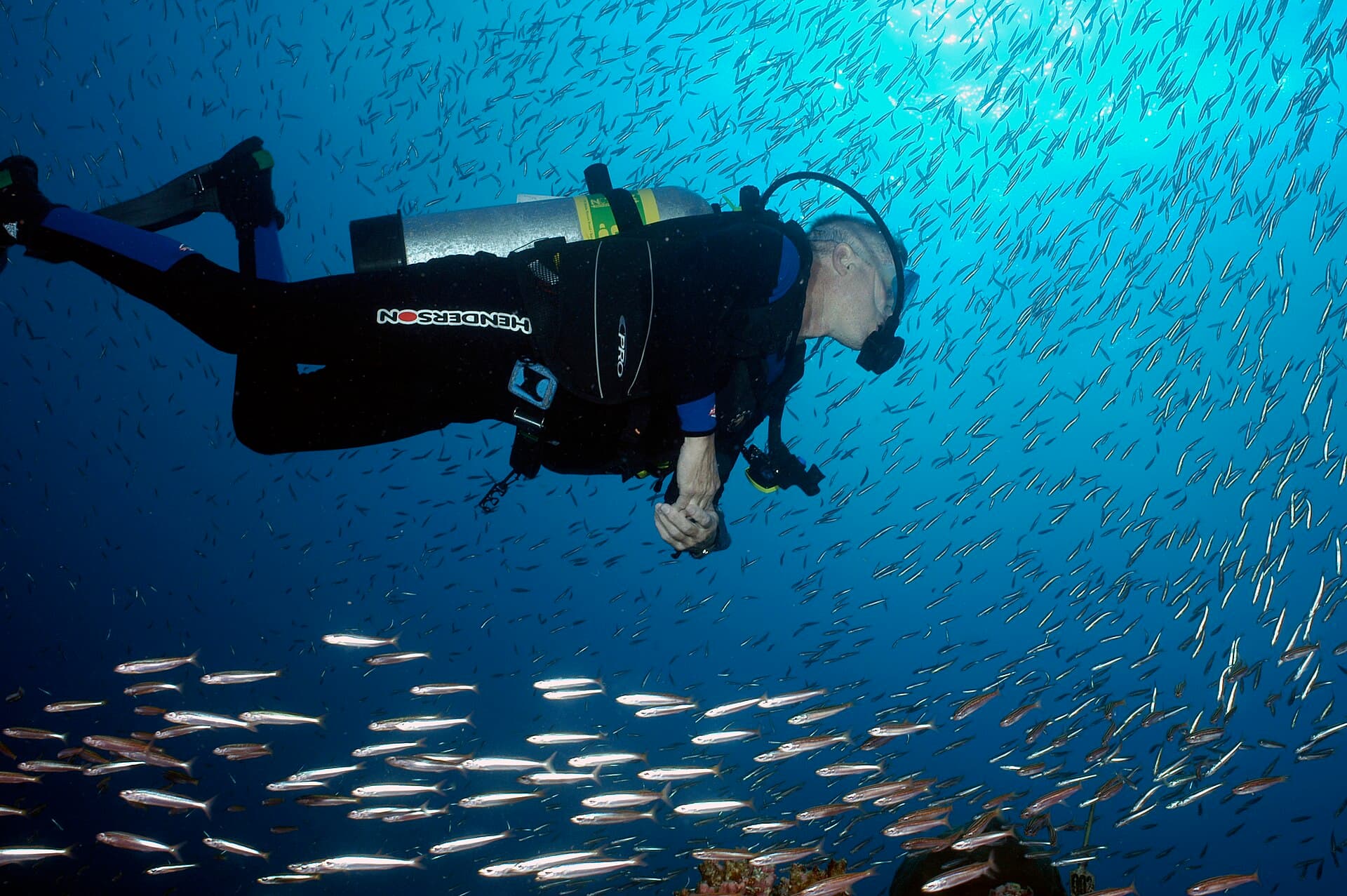 A diver with a single aluminum cylinder swims through a school of silver fish in blue water