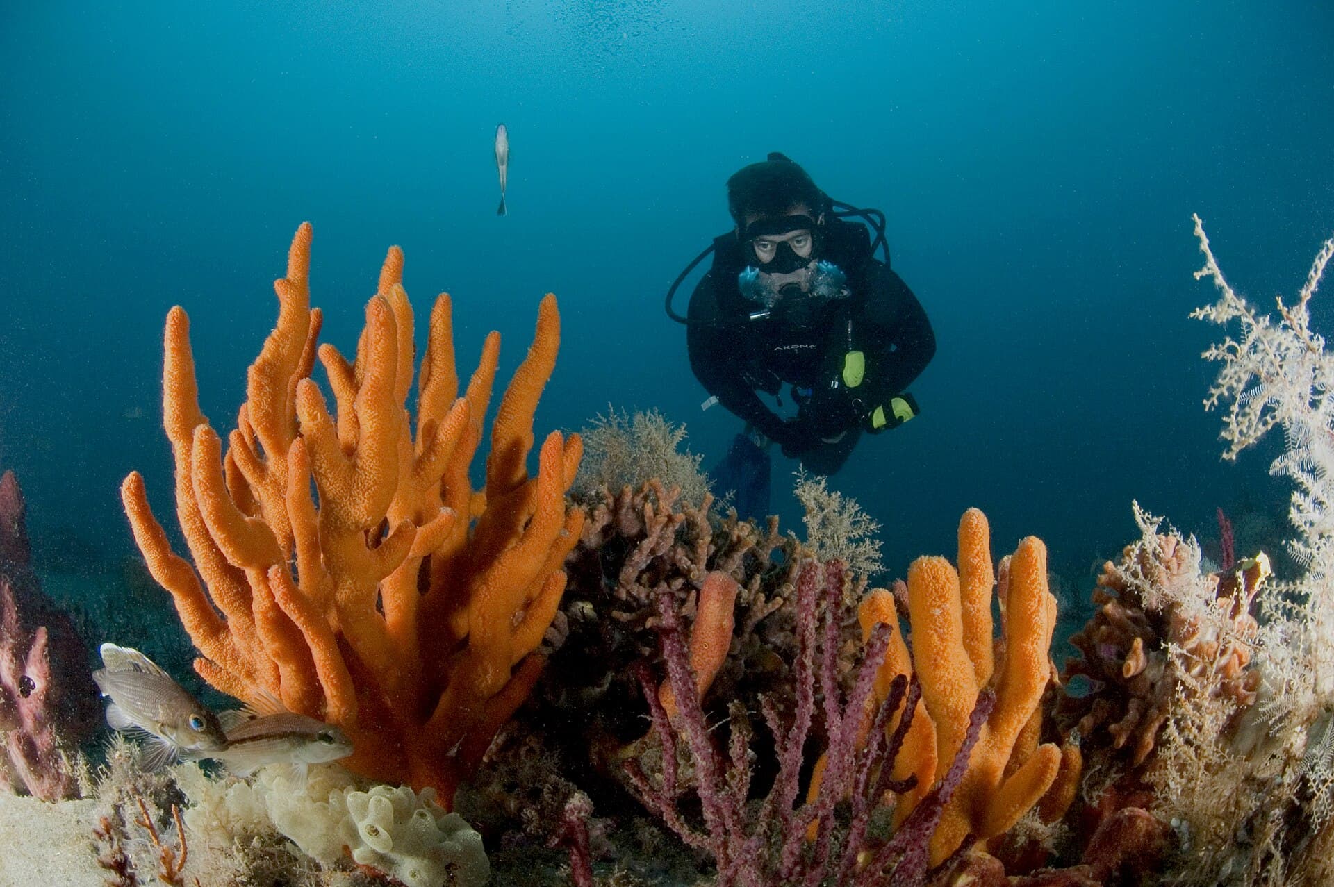 A diver behind bright orange sponges and purple sea whips on a live-bottom reef