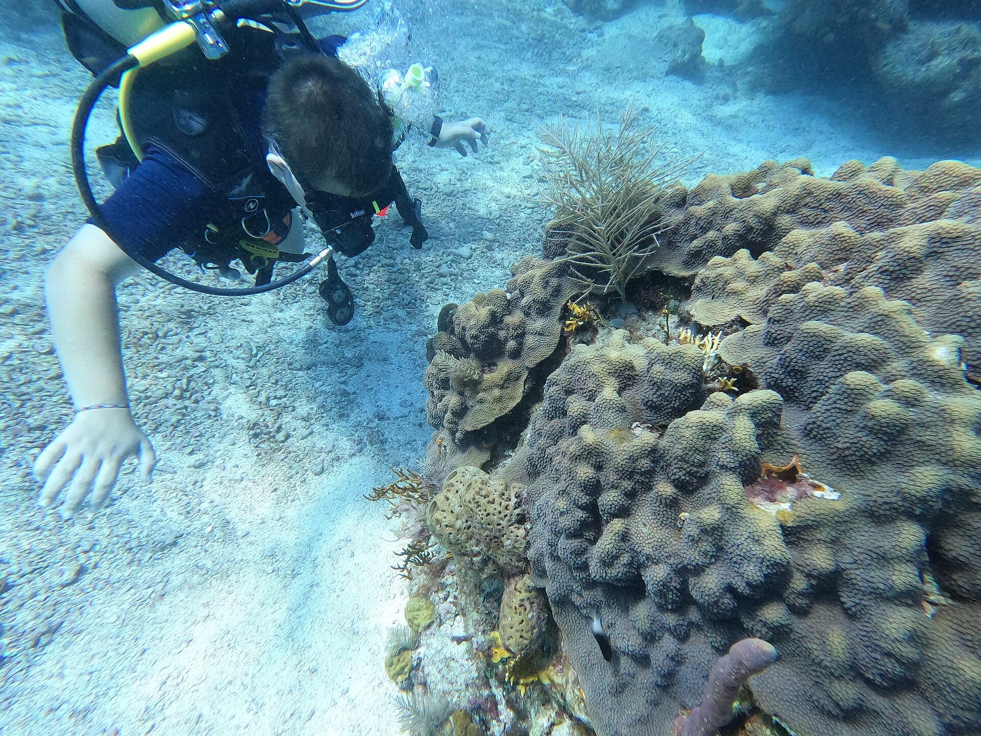A diver looks closely at a star coral colony on Molasses Reef, Key Largo